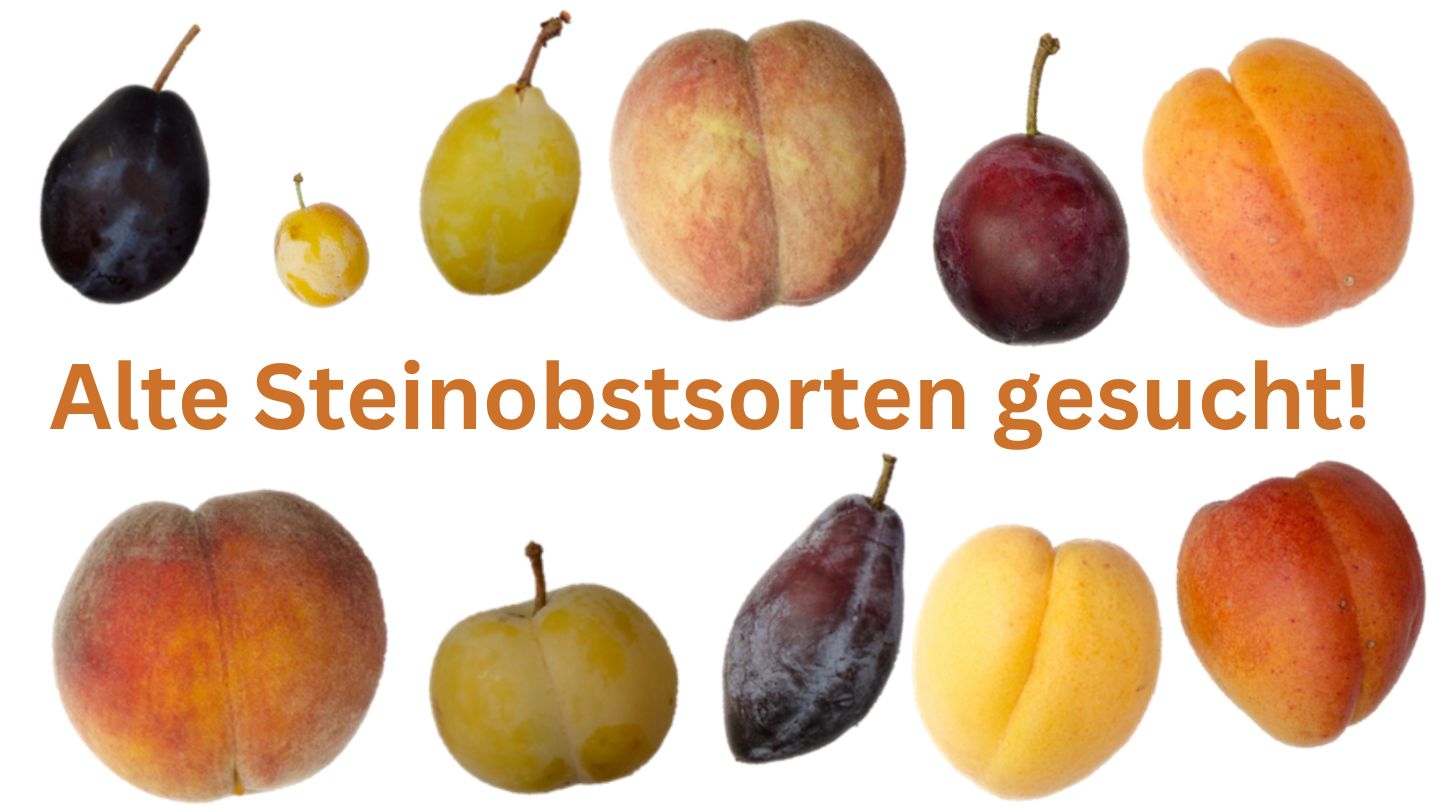 Alte Steinobstsorten weiterhin gesucht!